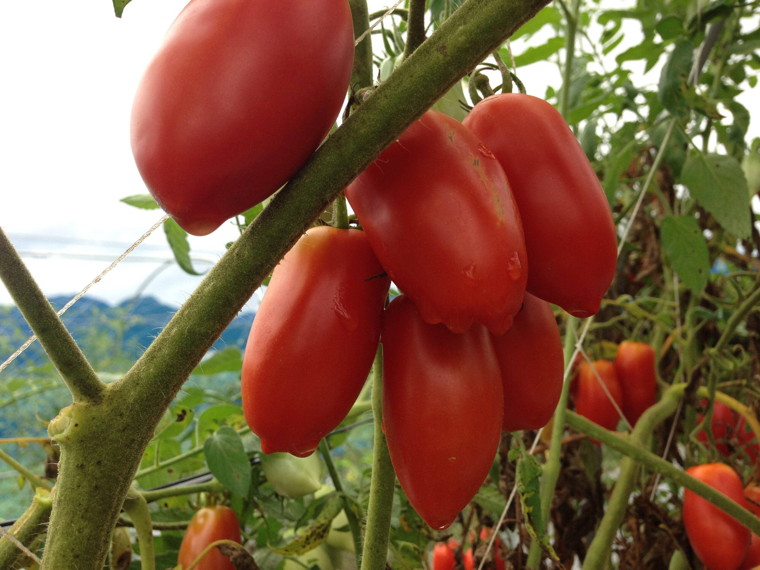 HSPが田舎で見つけた居場所 ― 農業から心理学への道