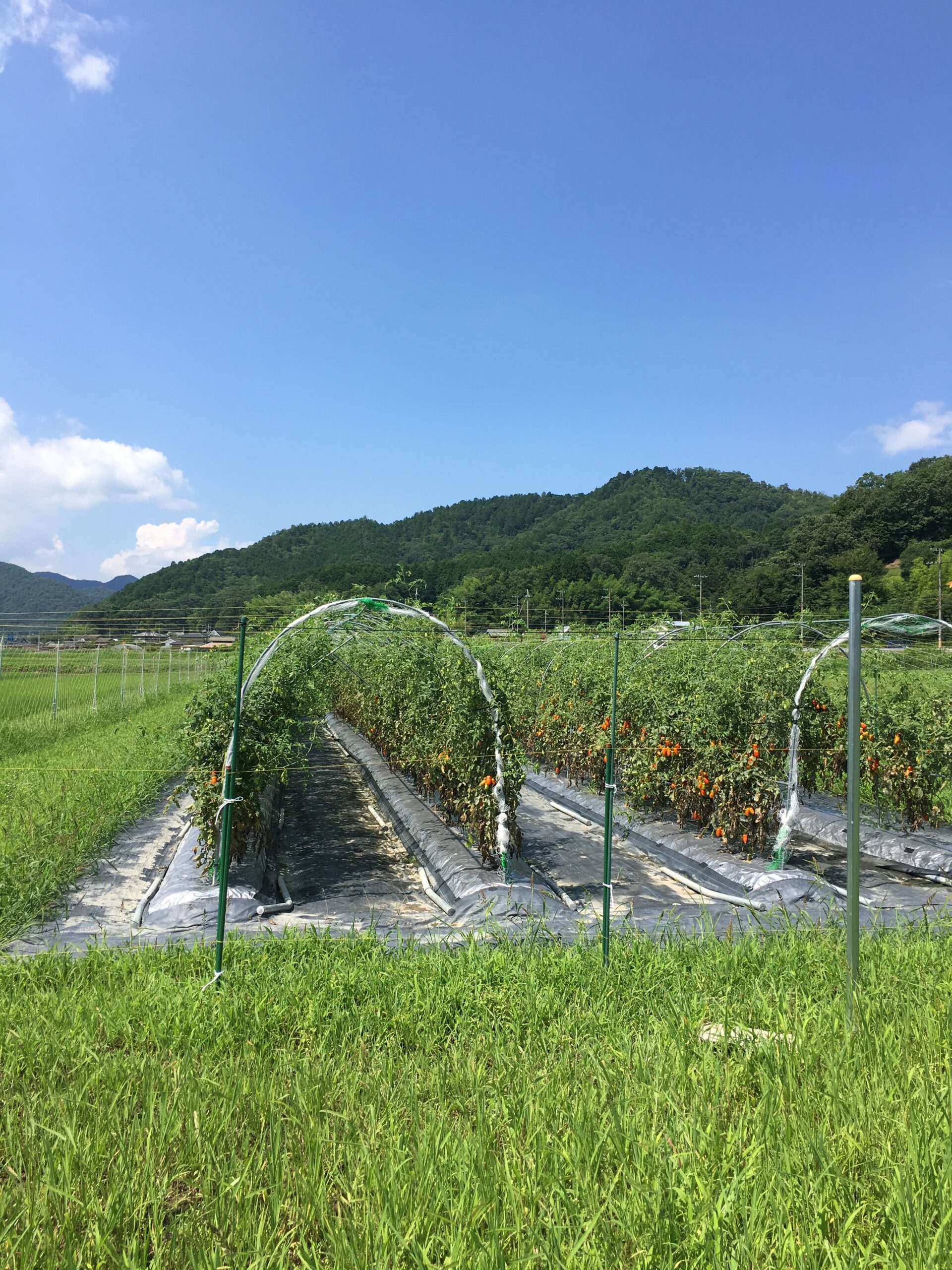 【50歳からでもOK】やる気はいらない。HSPの私が農業とブログを続けられた「動く仕組み」と「小さな習慣」