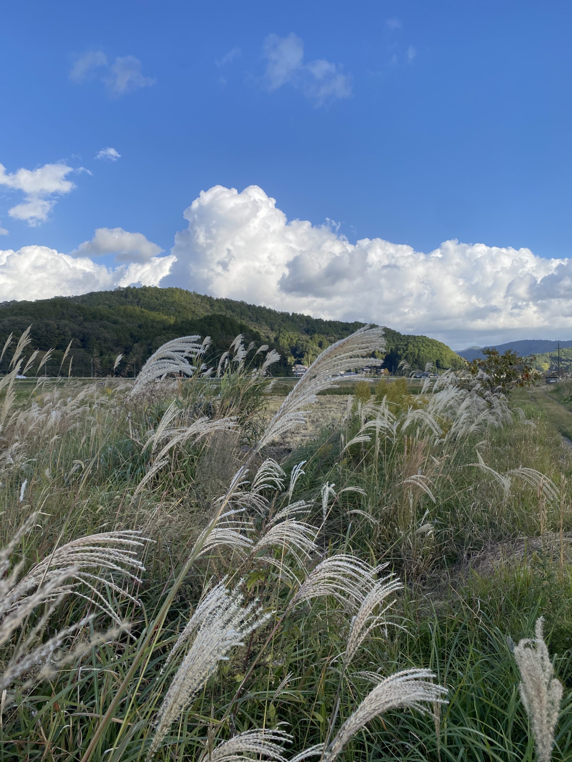 深く考えすぎるHSPが挑む米作り：「心の安定」を最優先する栽培法の選び方【育苗？直播？JA苗？】