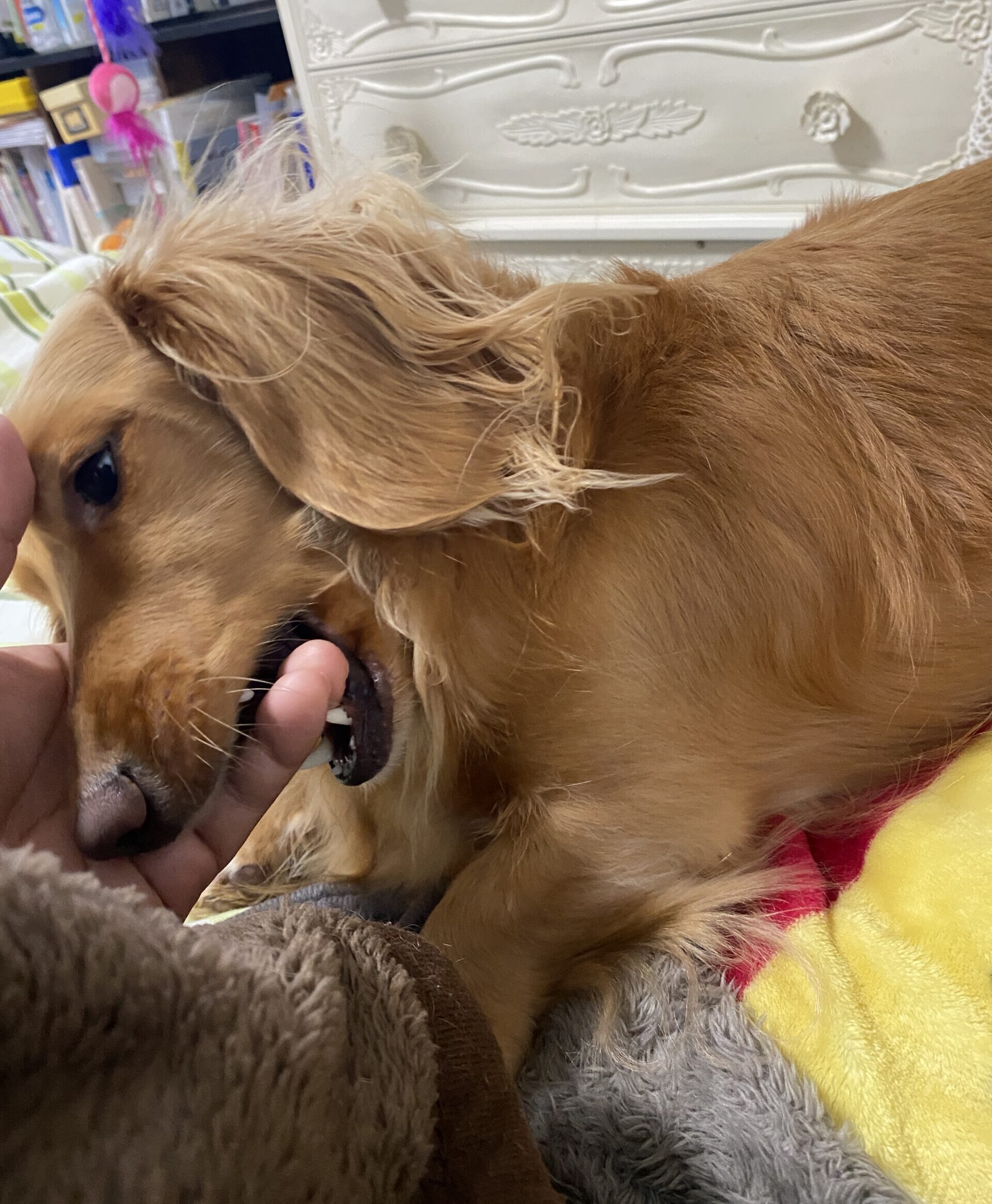 我が家の最下層（わたし）と、愛犬の弱虫レオンの話