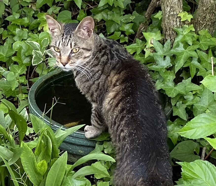 👑 警戒心最強のキジトラ猫🐈我が家の『マル様』